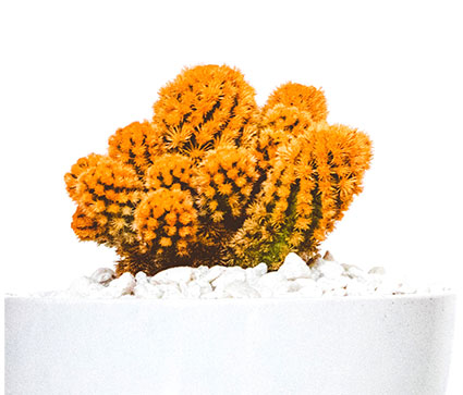 cactus-1