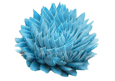 cactus-albastru-transparent-400×283