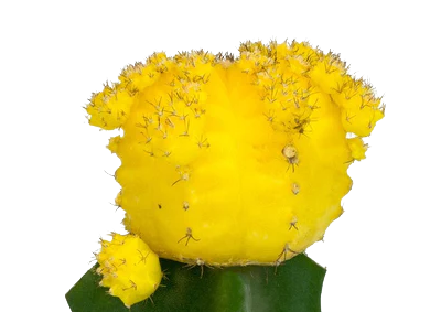 cactus-galben-transparent-400×283
