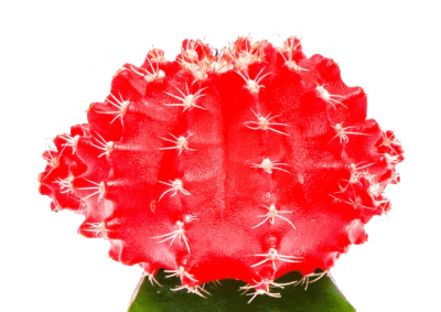cactus-rosu-transparent-400×283