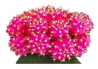 cactus-roz-transparent-400×283